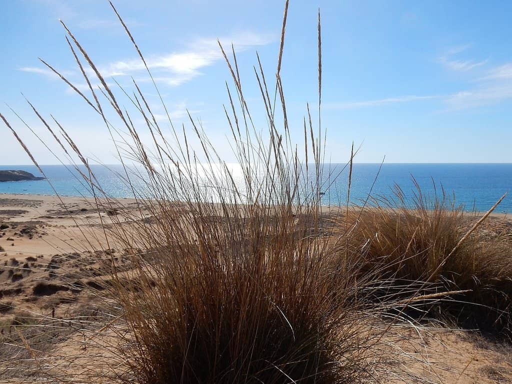 Majestic Sand Dunes