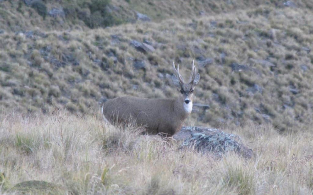 Aconquija Mountain Views