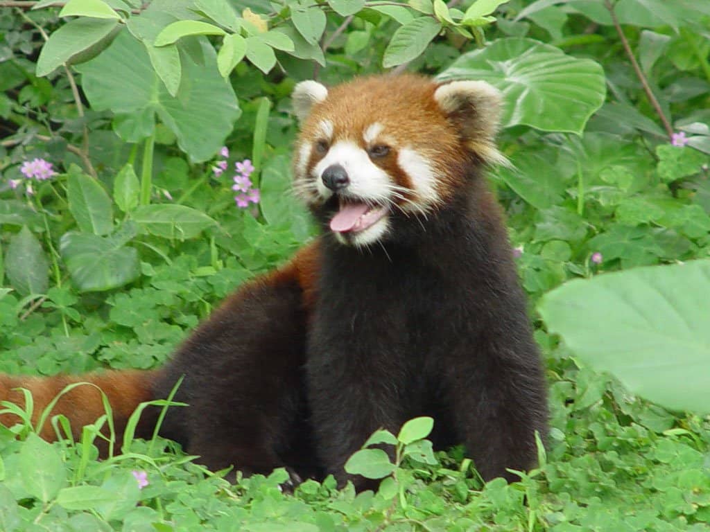 Panda Exhibit