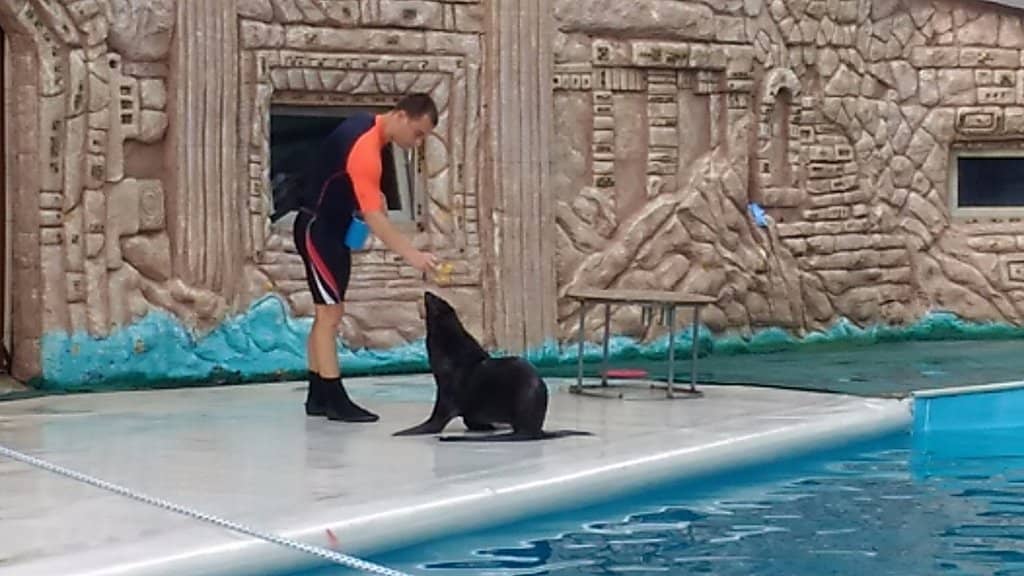 Seal Performances