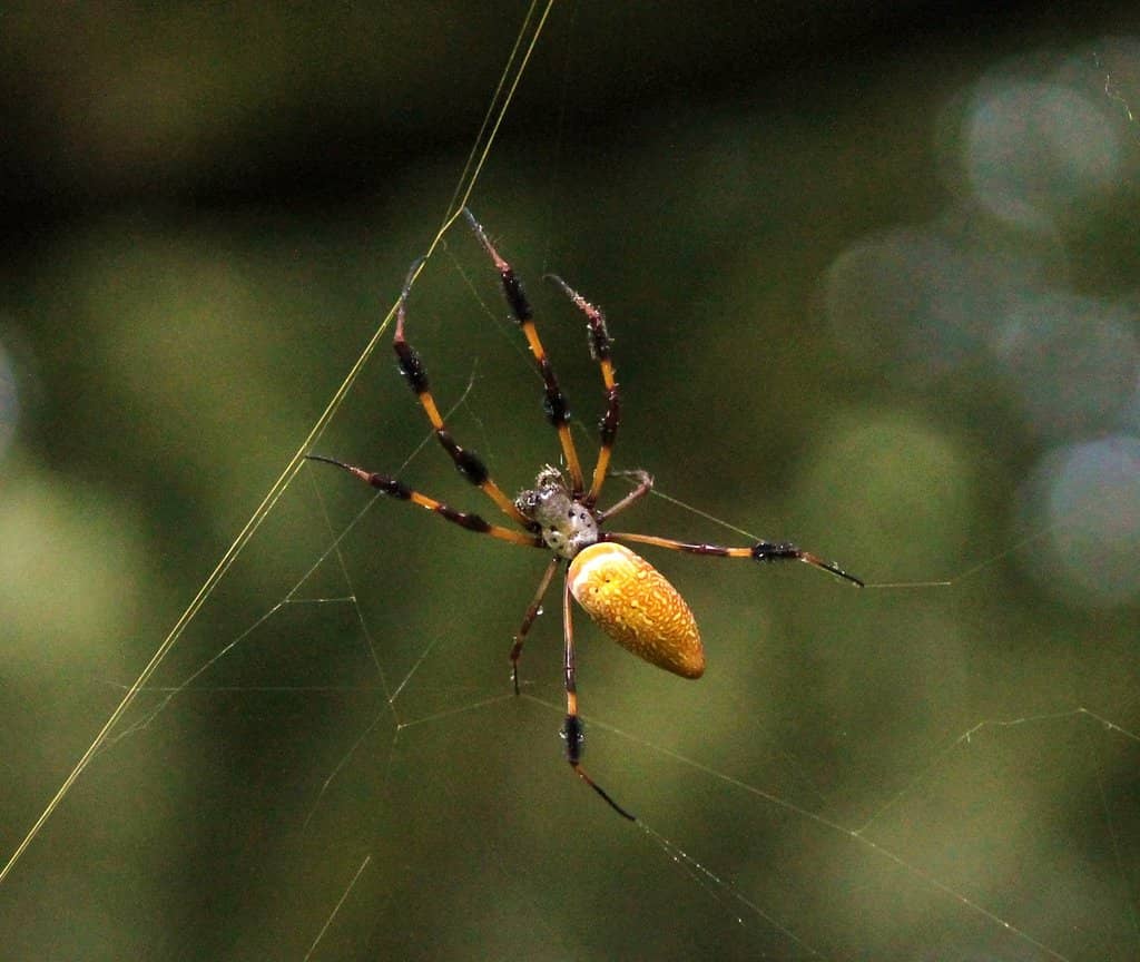 Abundant Florida Flora & Fauna