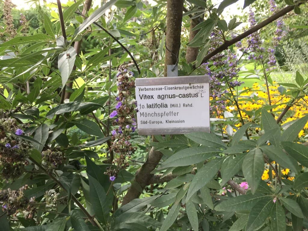 Monopteros Viewpoint