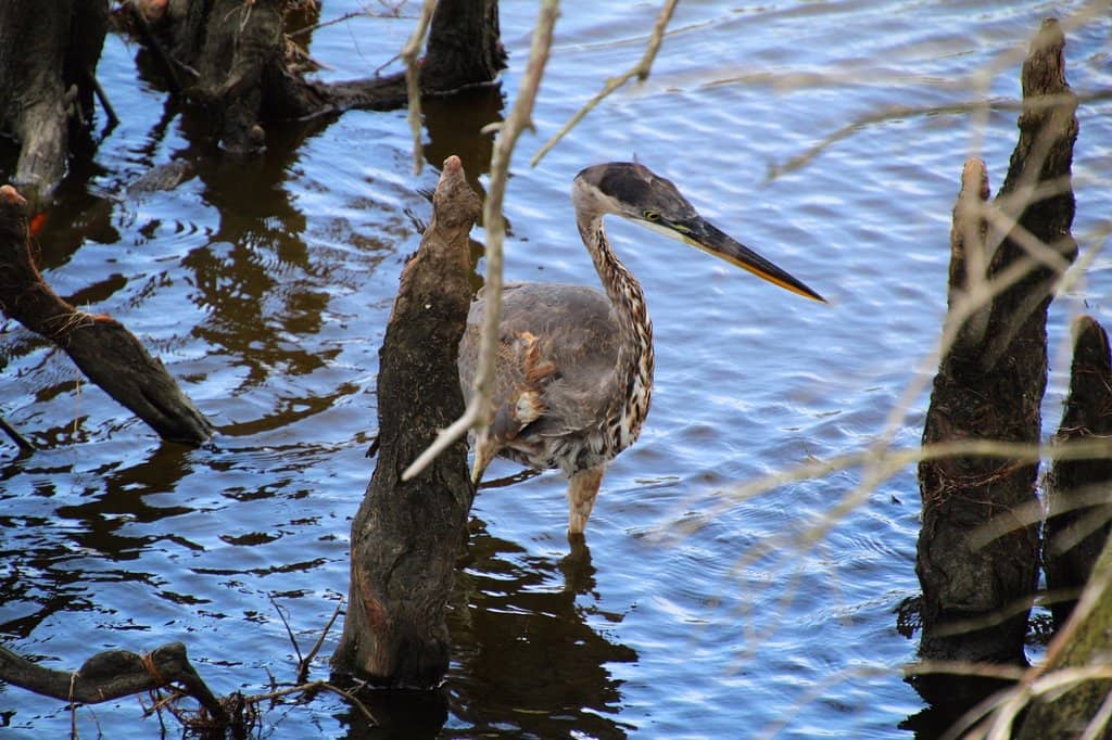 Charming Shops & Eateries