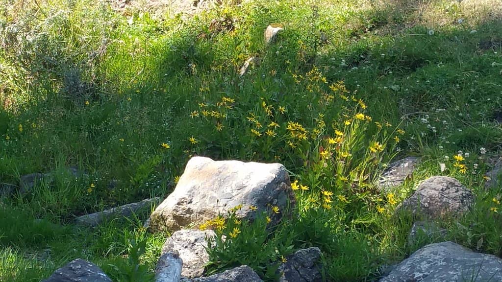Nature Trails