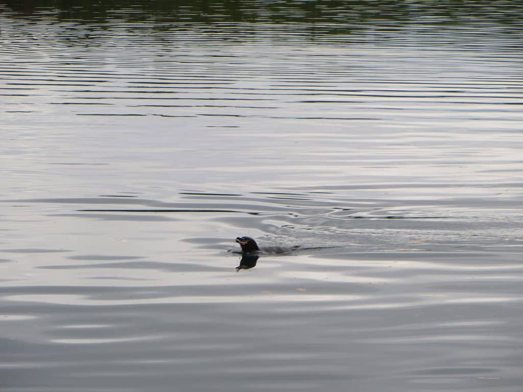 Shuk Bondi (Elizabeth Bay Location)
