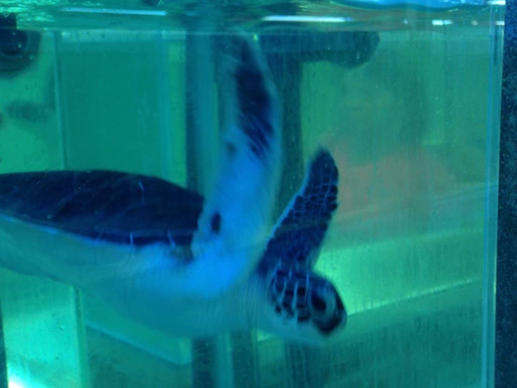 Highlight: Turtles