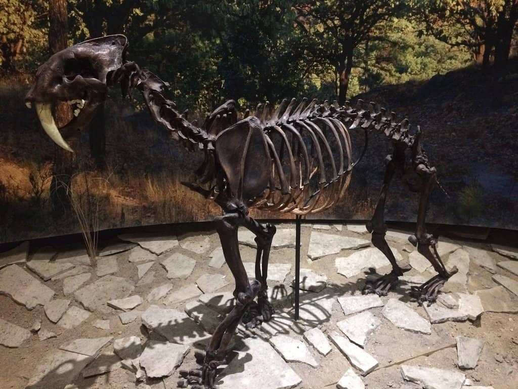 Mammoth & Saber-Tooth Tiger Skeletons