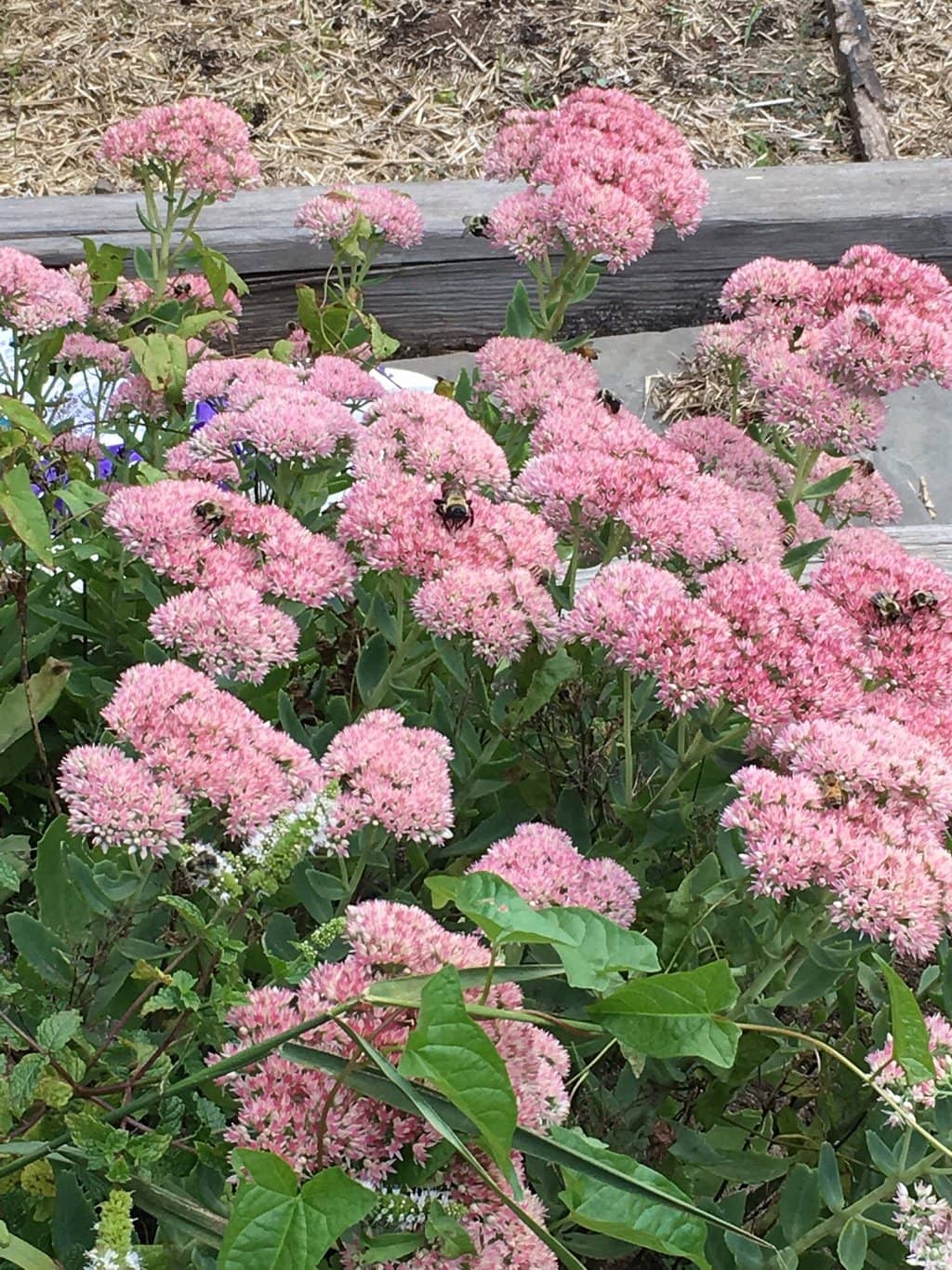 Greenhouses & Plant Sales