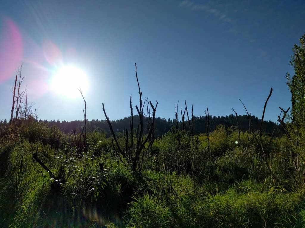 Salmon Spawning Grounds