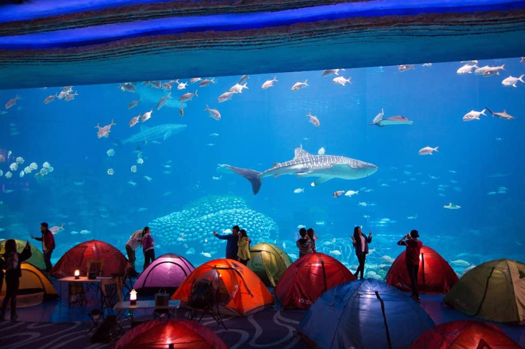 Orca Show