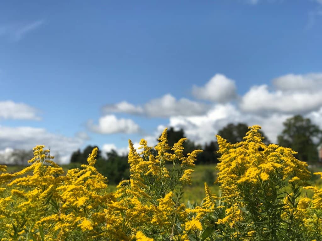 Open Meadows