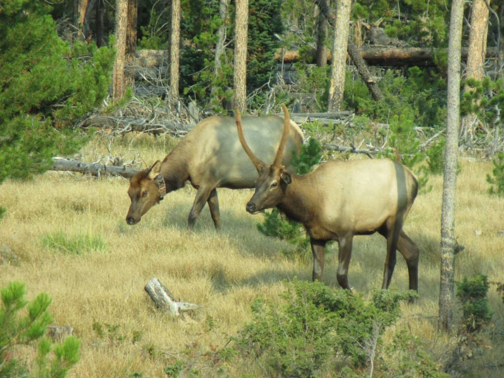Wildlife Viewing Opportunities