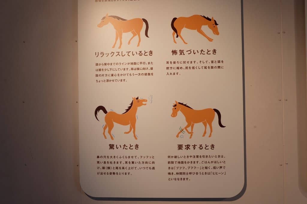 Pony Shows & Activities