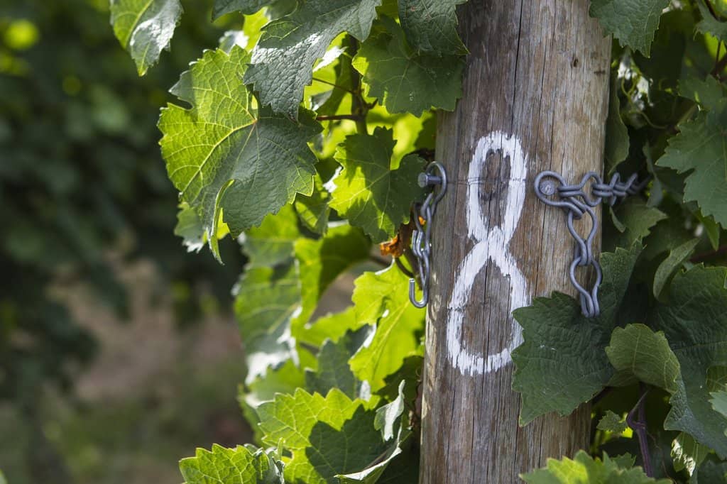 Vineyard & Okanagan Lake Views
