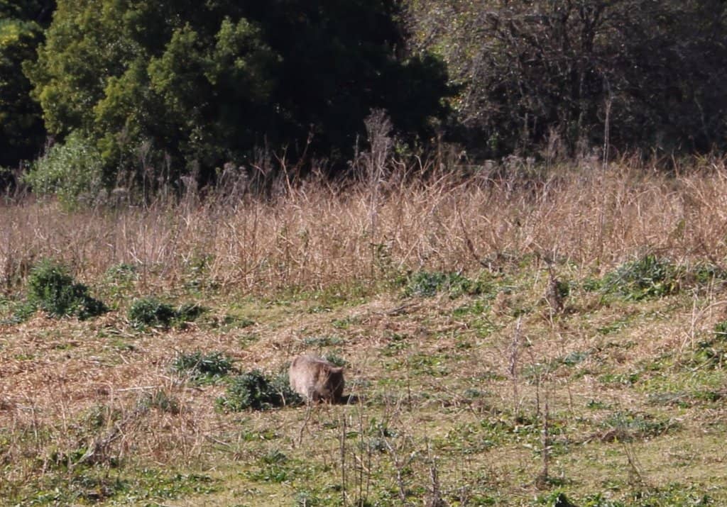 Scenic Misty Mornings