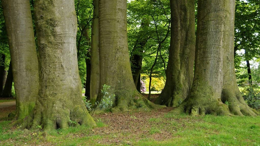 Lush Tree-Lined Paths