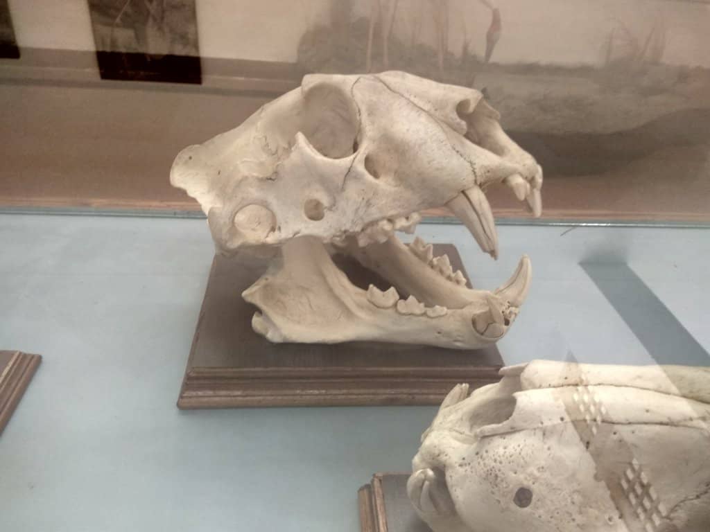 Endangered Species Exhibits