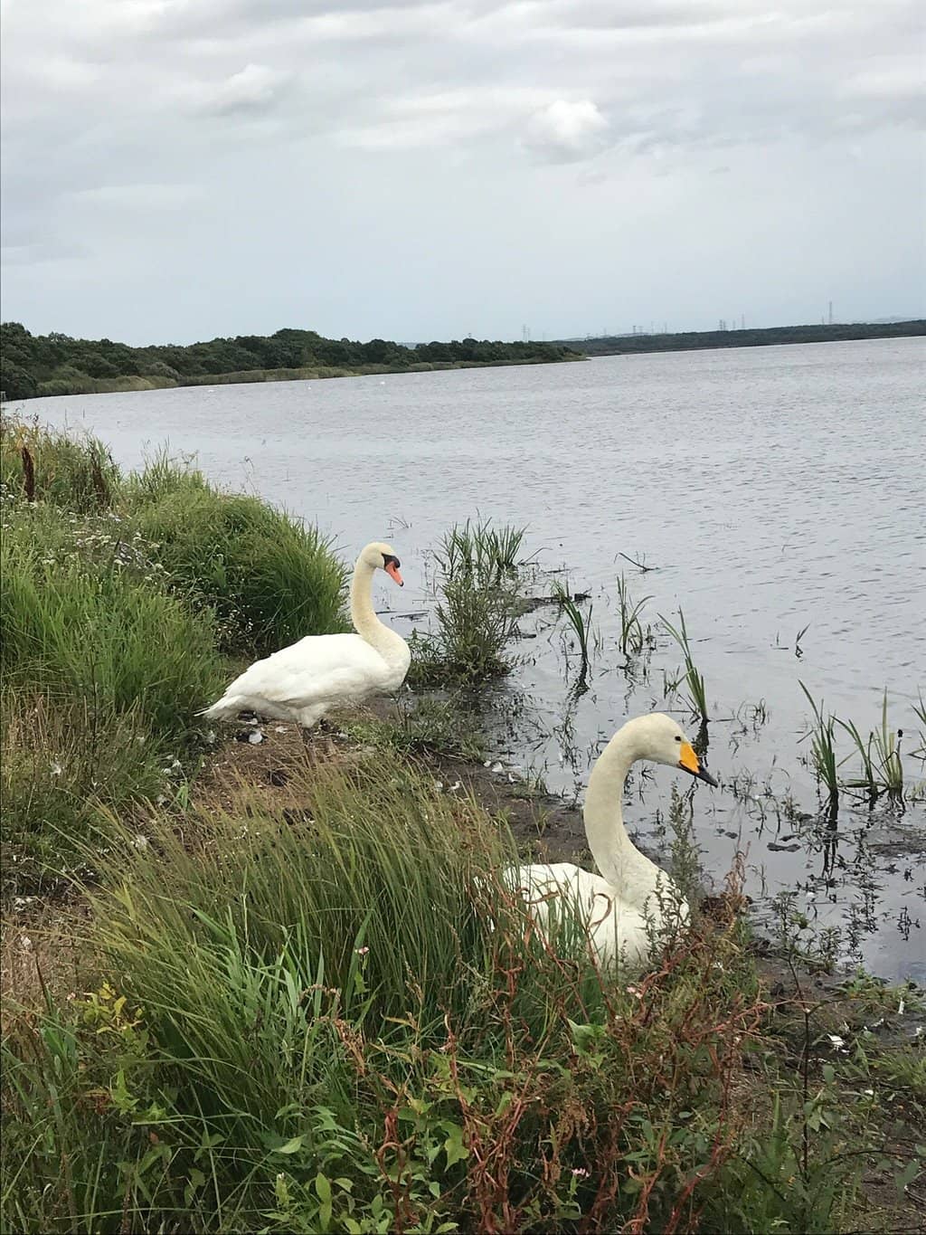 Shoreline Observation Deck