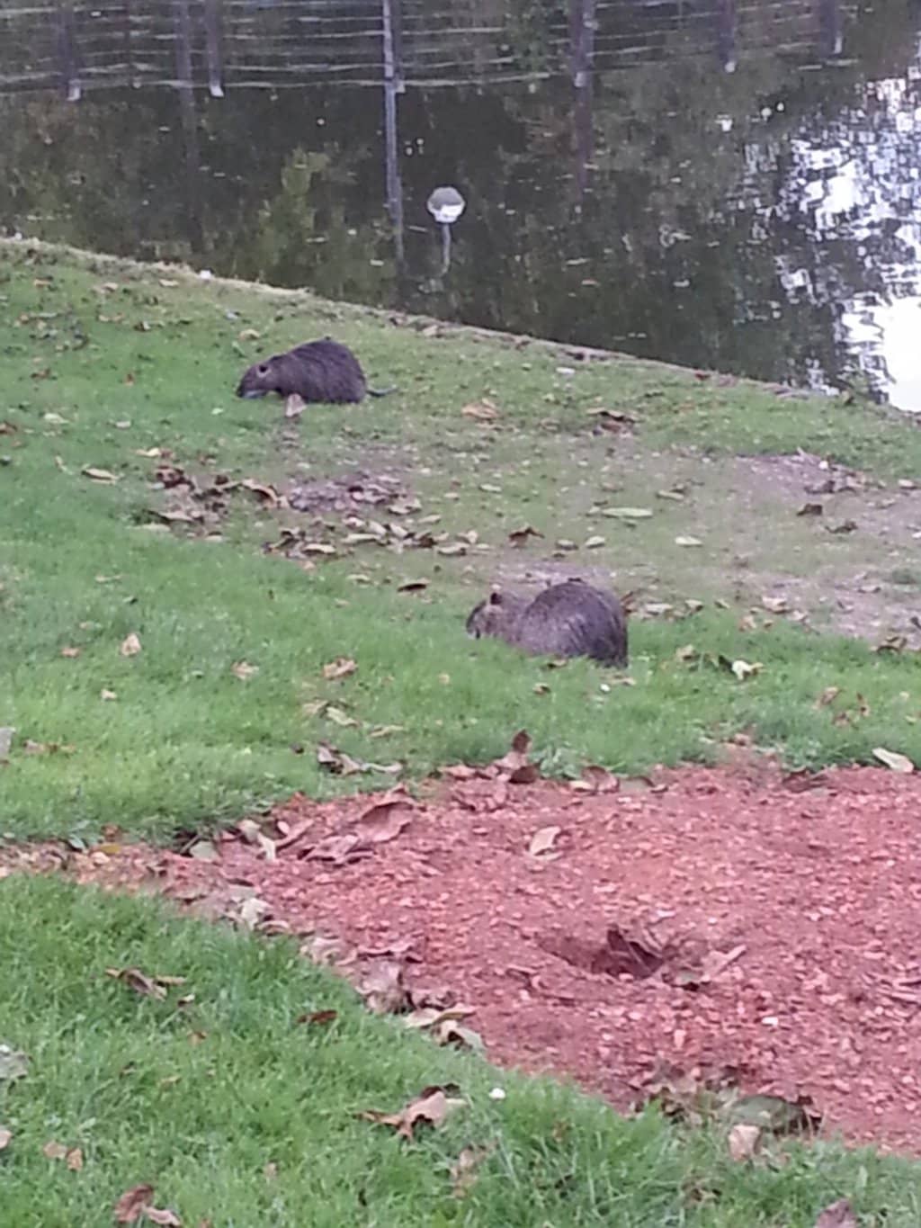 The Lake and Boating
