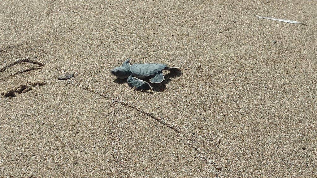 Pristine Golden Sands