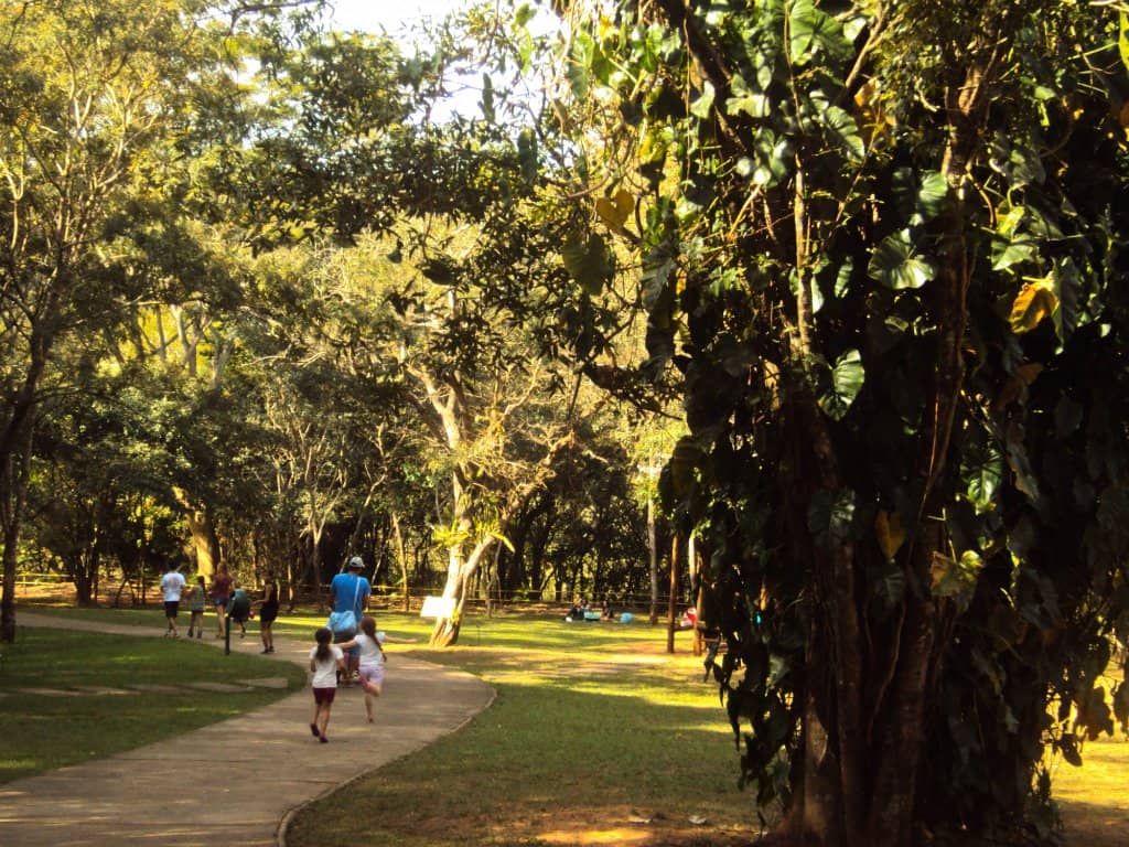 Native Forest Trails