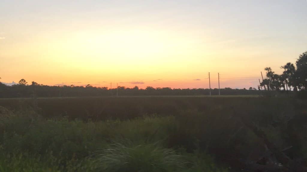 Spanish Moss Canopies