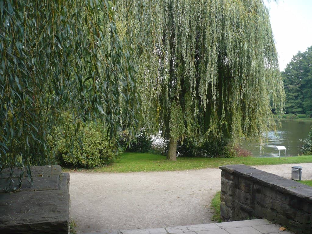 Egyptian Geese Families
