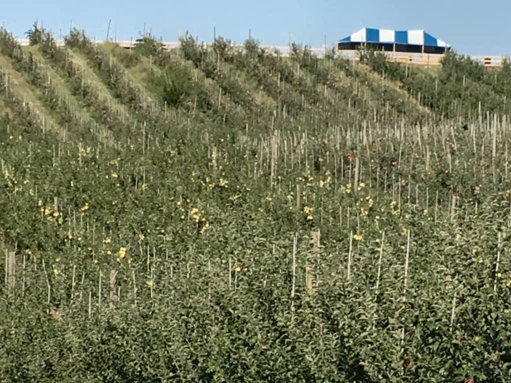 Kid-Friendly Fun Zone