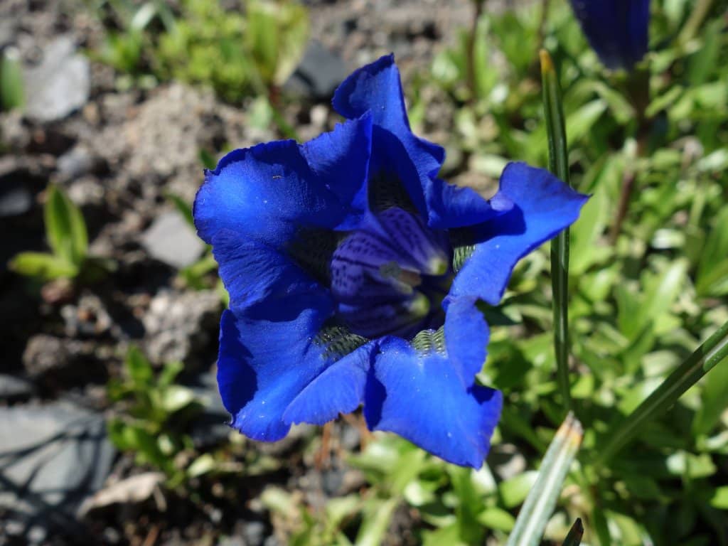 Christmas Garden Magic
