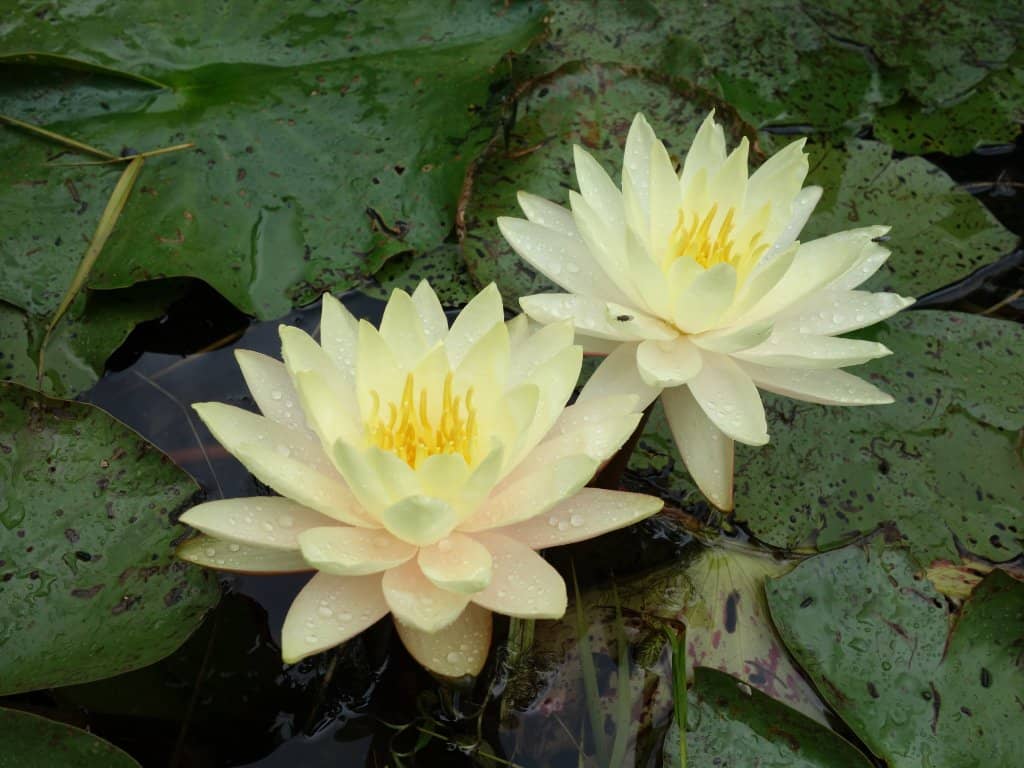 Magnificent Rose Garden