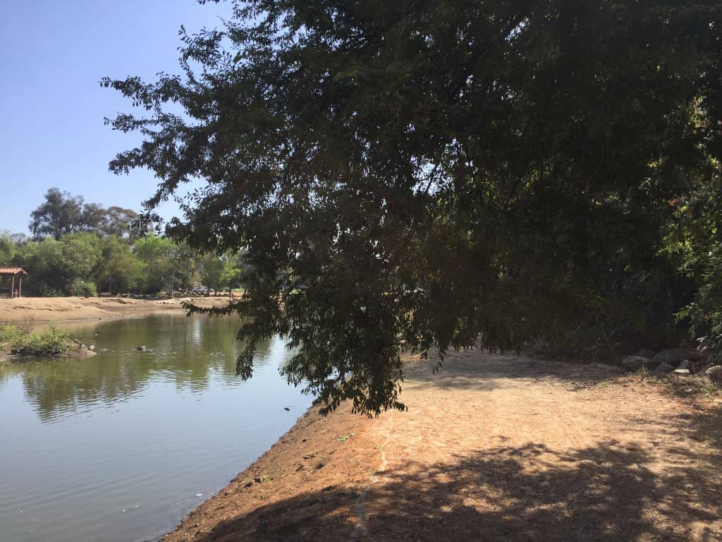 Ponds and Wildlife