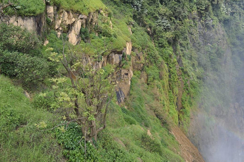 Lush Greenery