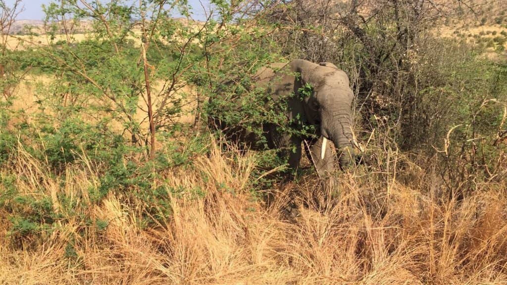 Hot Air Balloon Safari