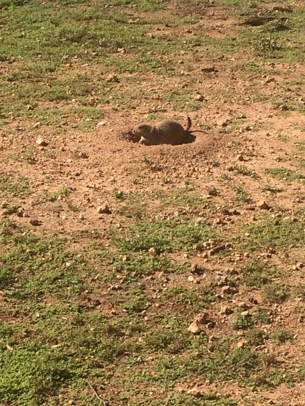 Prairie Dog Preserve