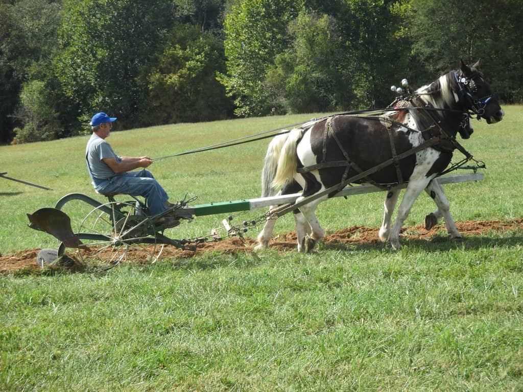 Butterfly & Bee Gardens
