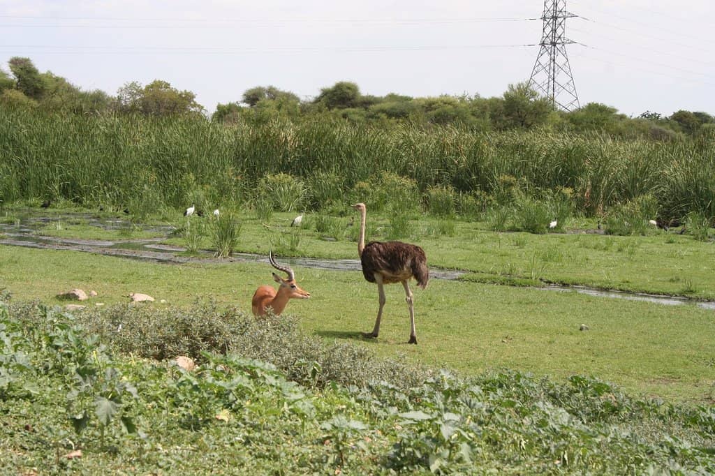Giraffe Spotting