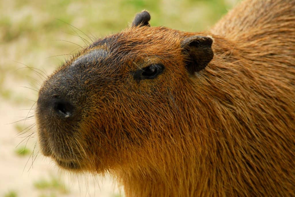 Mining Area & Gem Dig