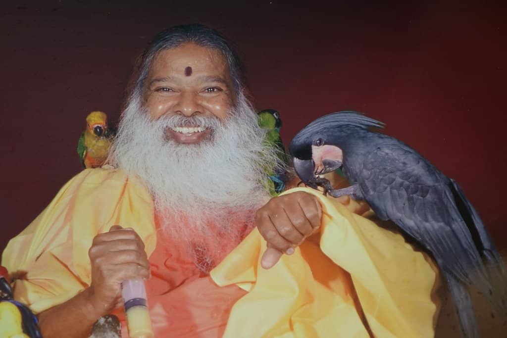 Interactive Bird Encounters