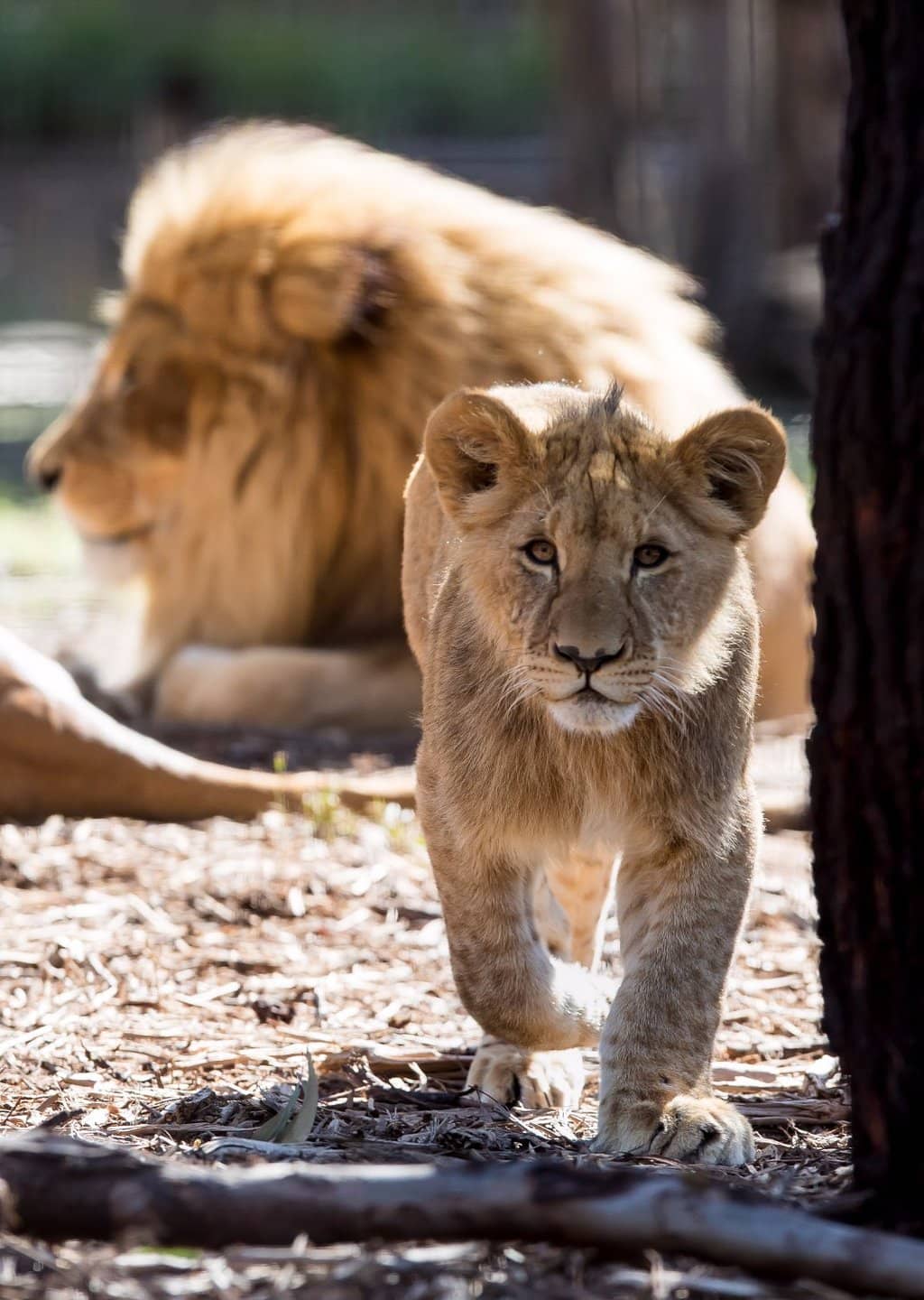 Short-beaked Echidna