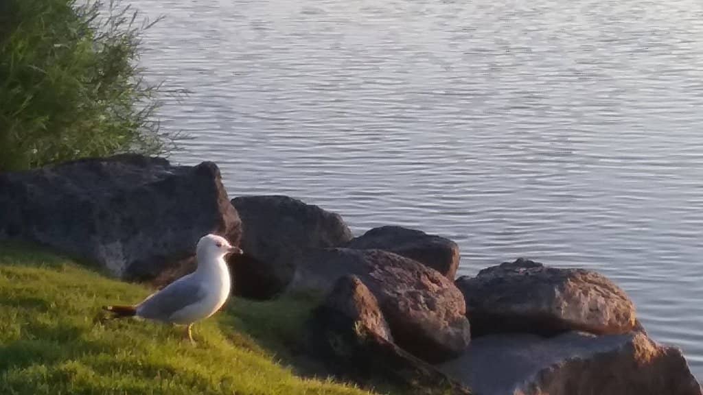 Riverside Art Installations