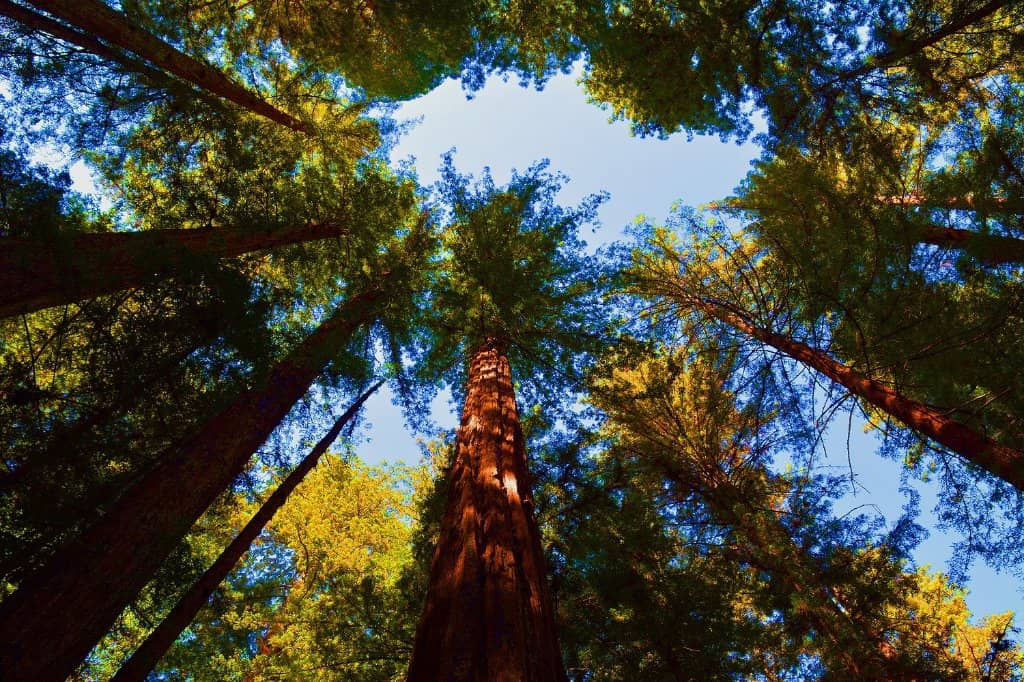 Grove of the Ancients