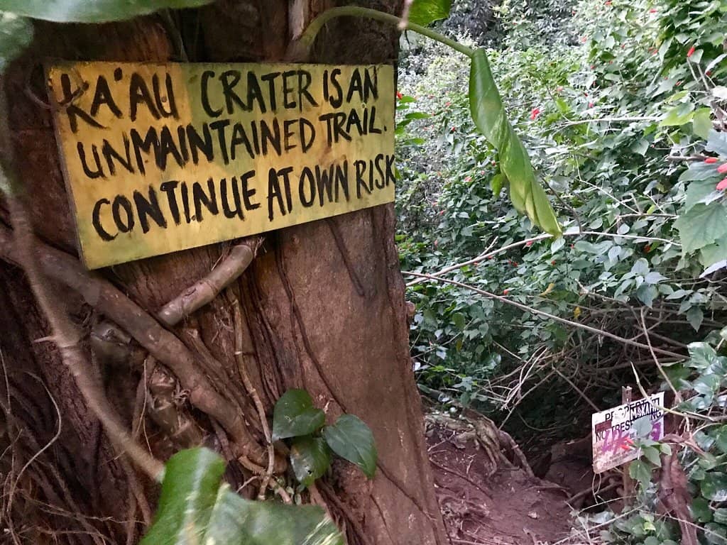 Lush Rainforest Immersion