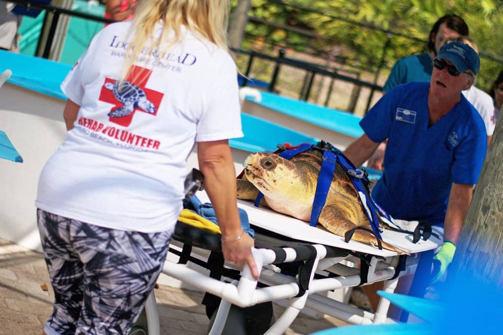 Educational Exhibits