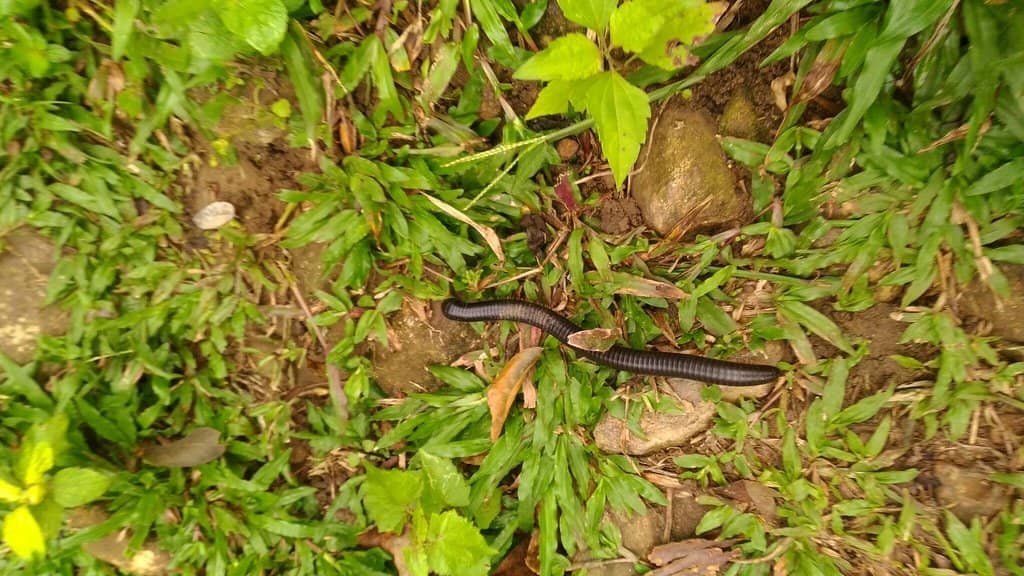 Abandoned Tea Plantations