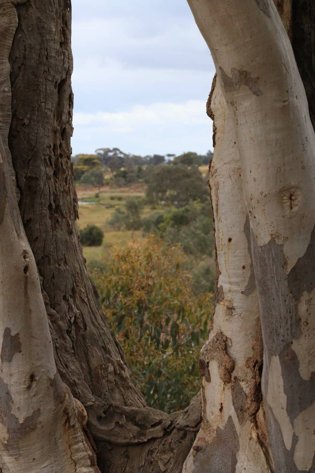 Scenic Walking Trails