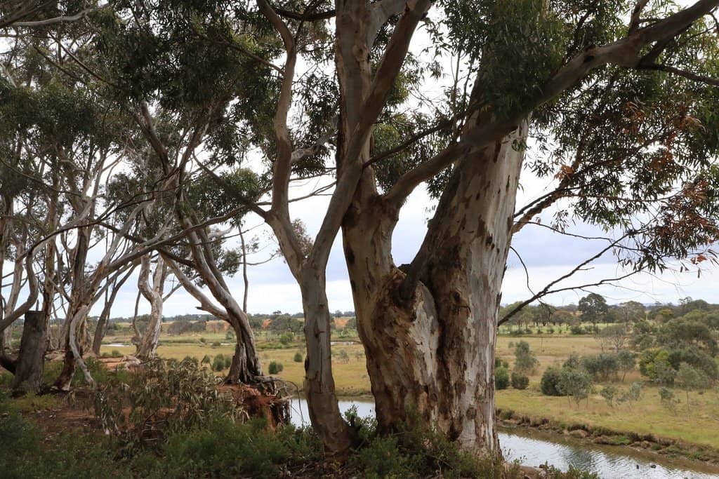 Werribee River Views