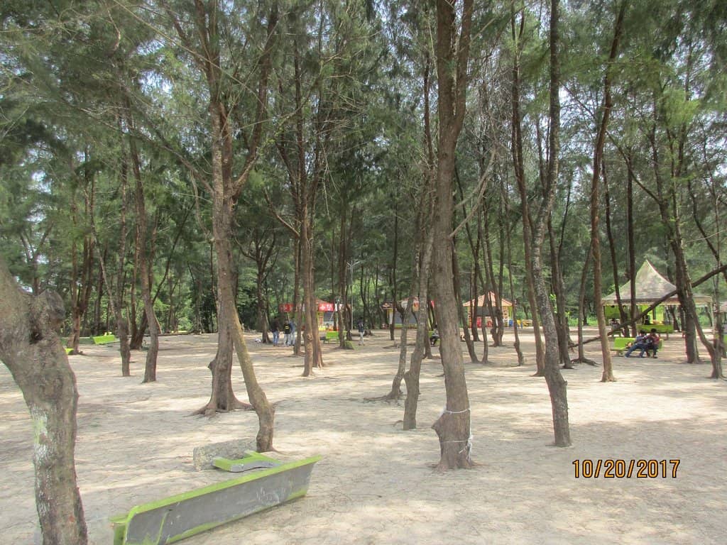 Mangrove Lined Shores