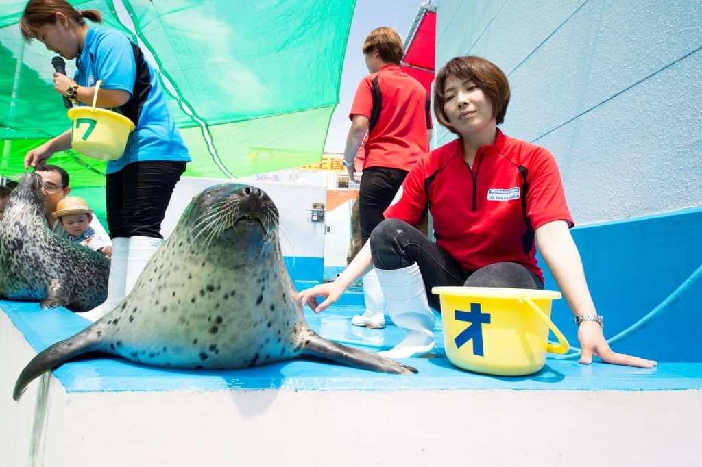 Walrus Encounters