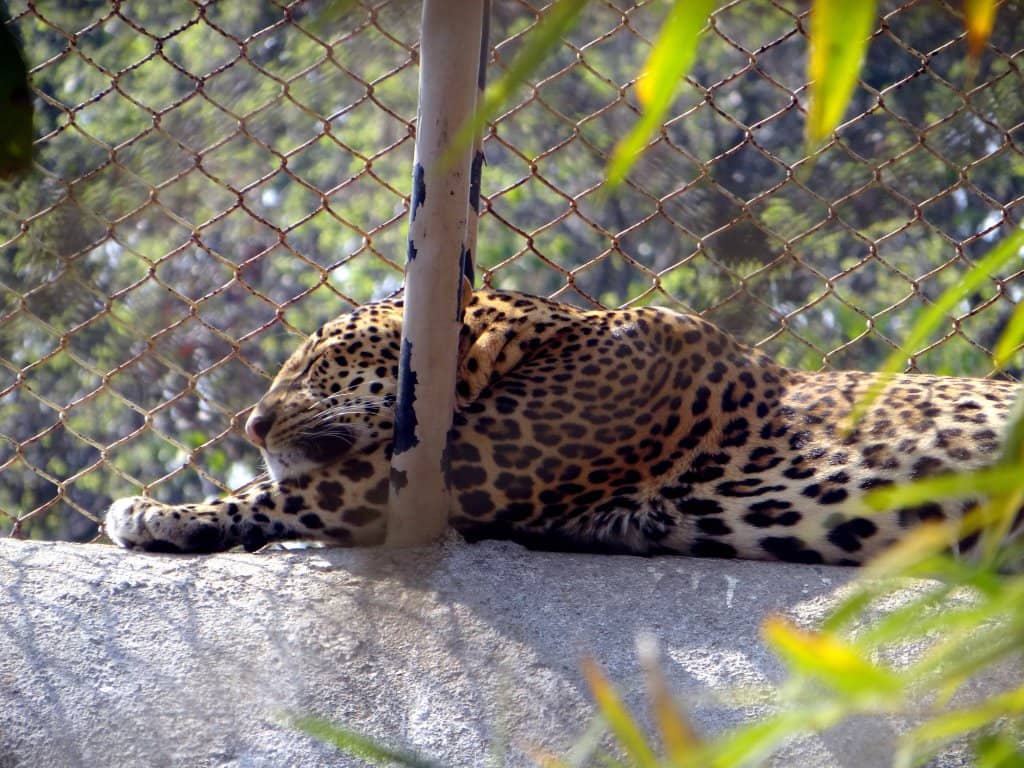 Lush Greenery and Natural Terrain