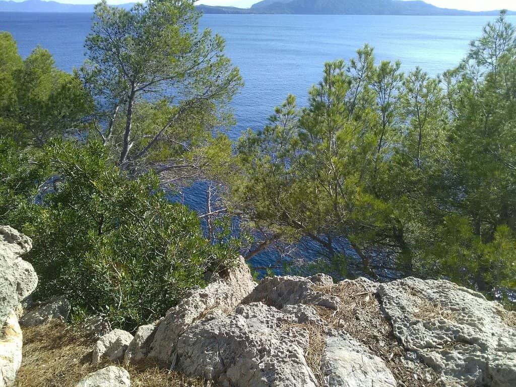 Scenic Forest Hike